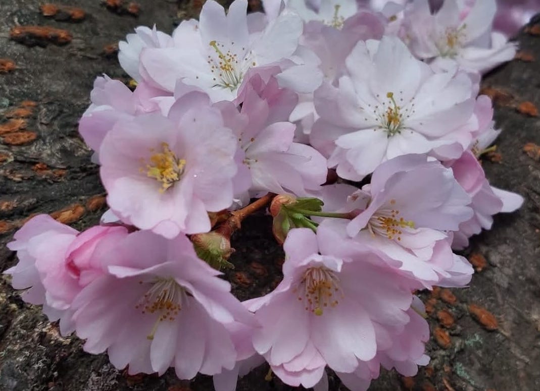 primavera.jpeg